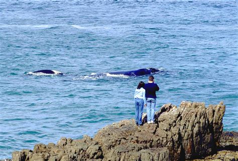 whales in hermanus season|The 9 best spots in Hermanus to watch whales 